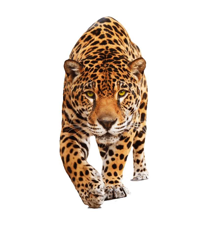 stickpng