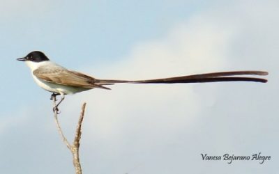 Fork-tailed Flycatcher: Migration, Breeding, and Conservation of a Neotropical Icon