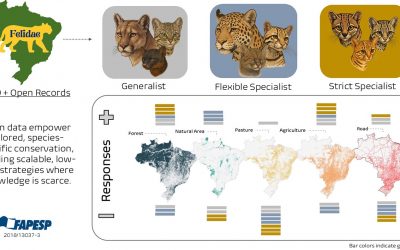 Brazil’s Wild Felids Face Change: A New Challenge for Conservation