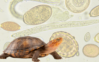 Behind the paper: when rainfall reorganizes a parasite community